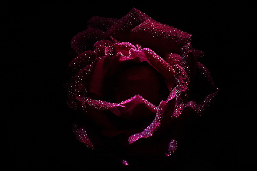 Rosa rossa con rugiada