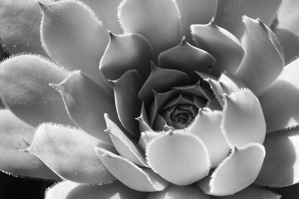 Pianta grassa Sempervivum, bianco e nero